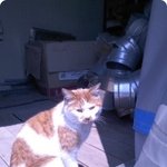 고양이 밥주는게 그리 큰 잘못인가요?