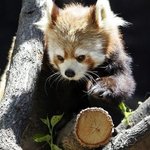 안에 사람이 들어가 있는 듯한 귀여운 랫서<b>팬더</b>