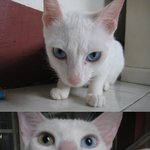 저희 고양이 종류가 뭔가요?ㅠ.ㅠ