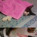 고양이 <b>수술비</b> 50만원과 내 친구!!!