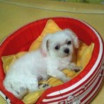 너무 걱정되는 우리강아지 눈물 쏚 뺸 나