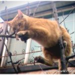 ▶(사진有)나무에 걸려버린 귀여운 <b>도둑</b>냥이ㅋㅋ