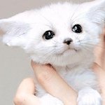 한번쯤 만져보고 싶음 솜털 <b>보송</b> 아기동물들~