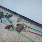 고딩 걸.<b>레들</b>  떡실신 ★★★★★★★★★★★★