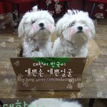 귀엽둥이 수술합니다 응원해주세요 ~!