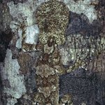 위장술의 초고수들~