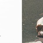 꼭 도와주세요 훈련보냈던 강아지가 죽어서 돌아왔다.