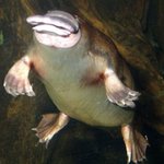 고라파덕님을 위한 현실 짤방 <b>대령</b>입네다.