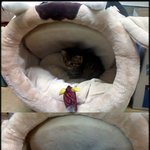 아가 길냥이 미우를 소개해요~