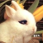 박봄 <b>아리따움</b>