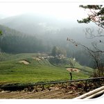 햇살 눈부신 <b>보성</b>녹차밭