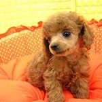 강아지 이름 좀 지어주세요★★★★★