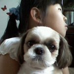 11.30 서울금호동 <b>시</b><b>츄</b> 남아 찾아요,,