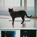 (사진多영상有)우리집 야옹이가 떠난지 오늘로 1년이 되었습니다.