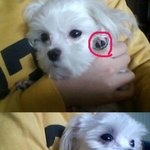 주인한테 <b>발톱</b> 뽑힌 강아지 (사진有)