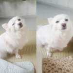 청주) 아빠가 강아지를 버렸어요....