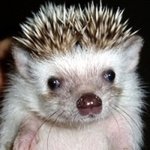 날으는 혓바닥 쩌는 <b>속도</b>