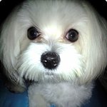 사례금30만원!사당동정육점,분실된말티남아를 제발 찾아주세요!!!