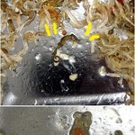 (사진 有)도시락 <b>반찬</b>인 멸치 볶음에 "해마"가 같이 볶여 들어왔어요...