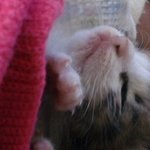 눈도 제대로 못뜨고 간 고양이..