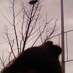 [사진有] 망할 머리 모양 ..