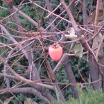 조조 앞에서 벌거벗은 24살의 남자 이야기..........