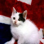 아기고양이 <b>무료</b>분양합니다