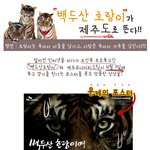 백두산 호랑이가 떴네요~ㅎㅎ