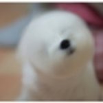 <b>여우비</b>는 다시 봄니다.