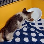 *앙상하게뼈만남아 다죽어가던 고양이 구출했던 사연