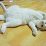 수의사 자격이없던 그 선생님..