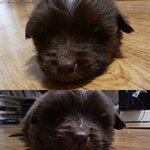 새끼강아지가 많이 아파요ㅠㅠ 도와주세요