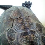 ★사진有) 남생이등<b>껍질</b>좀 봐주세요!!!