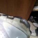 나이키 에어맥스03 에어<b>팽창</b>/습기차는 고객과실???