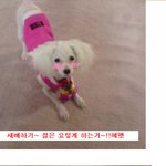 너무 속상합니다. ..애견인 여러분의 도움을 구해요...