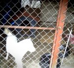 <b>개장</b>에 날 가둬놓고 깜빡하신 외할머니 (<b>개장</b>사진有)