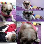 우리 주성이 <b>임시</b>보호나 입양하실분 찾습니다.