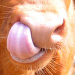 코파다 응급실에 실려갔습니다.(사진有)