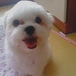 우리<b>집</b><b>애교</b>덩어리들을소개합니다!(사진有)
