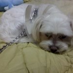 모기에 물린 흰둥이