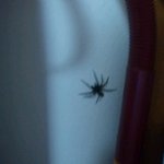 거대<b>거미</b>가 출현했던 나의 자취방이야기