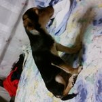 꼭봐주세요유기견강아지의주인<b>or</b>분양자를찾습니다사진有