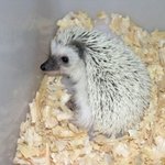 멸종되어가는 희귀 동물들