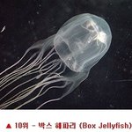 가장 위험한 생물들 <b>best</b> 10
