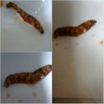 꽁치<b>통조림</b>에서 벌레가있었다니