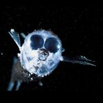 신기해! 바닷속 외계인, 심해 <b>생물</b>들