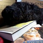 강아지도 <b>생명</b>이 있는데 왜버리세요?(사진有)