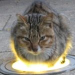 <b>소환</b>! 길냥이!!