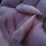 등굣길에 원<b>펀치</b>쓰리강냉이를 겪었어요..(사진有)