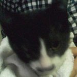 (<b>분양</b>됨) 고양이 <b>분양</b> 받으실분 / 사진有